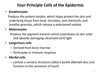 Four Principle Cells of the Epidermis
• Keratinocytes
Produce the protein keratin, which helps protect the skin and
underlying tissue from heat, microbes, and chemicals, and
lamellar granules, which release a waterproof sealant
• Melanocytes
Produce the pigment melanin which contributes to skin color
and absorbs damaging ultraviolet (UV) light
• Langerhans cells
– Derived from bone marrow
– Participate in immune response
• Merkel cells
– contact a sensory structure called a tactile (Merkel) disc and
function in the sensation of touch
8
 