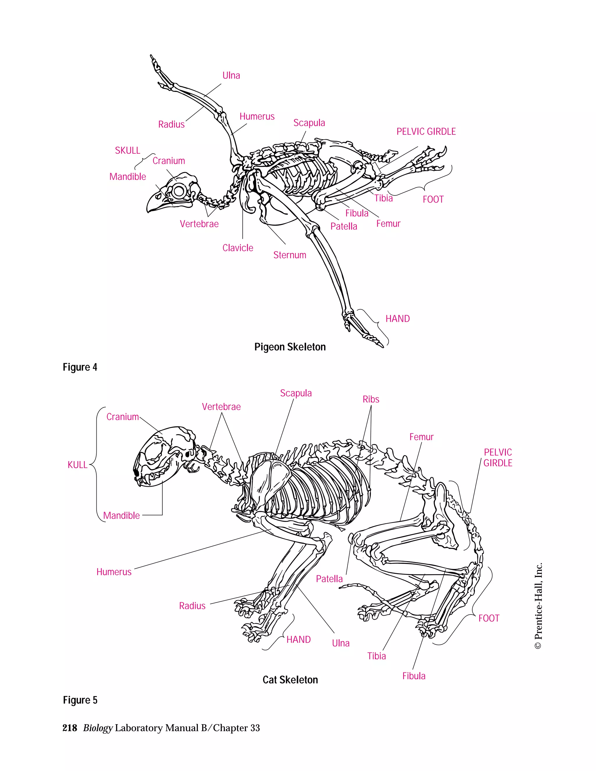 218 Biology Laboratory Manual B/Chapter 33
©Prentice-Hall,Inc.
Ulna
Humerus
ScapulaRadius
SKULL
Cranium
Mandible
Vertebrae
Clavicle
Sternum
Patella
Fibula
Femur
HAND
Tibia FOOT
PELVIC GIRDLE
Pigeon Skeleton
Figure 4
KULL
Cranium
Vertebrae
Scapula
Ribs
Femur
PELVIC
GIRDLE
Mandible
Humerus
Radius
HAND Ulna
Patella
Tibia
Fibula
FOOT
Cat Skeleton
Figure 5
 