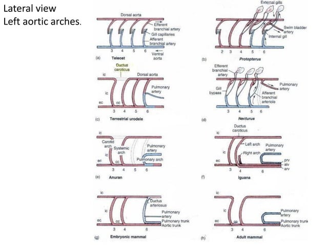 Comparative anatomy of aortic arches | PDF | Biological Sciences | Science