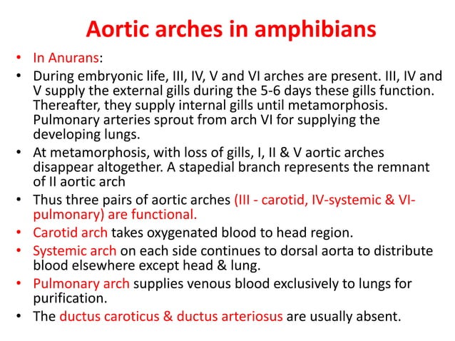 Comparative anatomy of aortic arches | PDF | Biological Sciences | Science