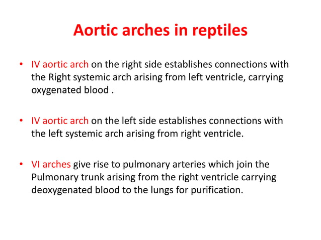 Comparative anatomy of aortic arches | PPT