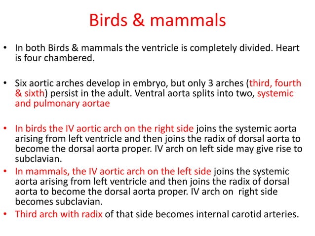 Comparative anatomy of aortic arches | PDF | Biological Sciences | Science