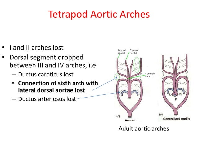 Comparative anatomy of aortic arches | PDF | Biological Sciences | Science