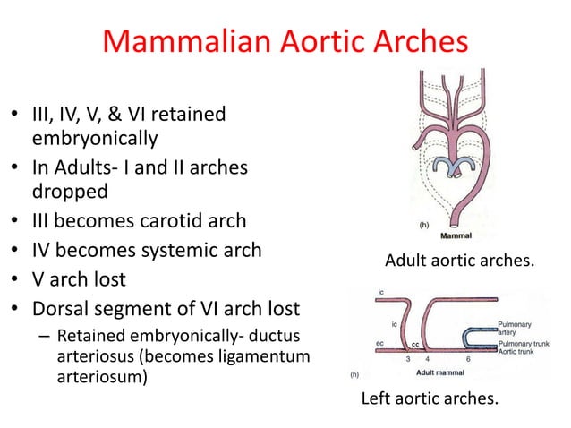 Comparative anatomy of aortic arches | PDF | Biological Sciences | Science
