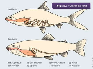 Science Vertebrates Fish Comparative Anatomy of Digestive System of Vertebrates | PPTX