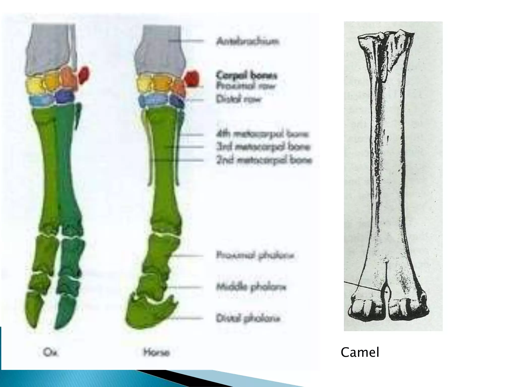 Camel Riding Anatomy Comparative anatomy of forelimb of camel , ox and horse | PPTX