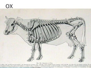 Comparative Anatomy Of Forelimb Of Camel Ox And Horse