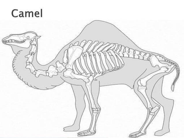 Comparative anatomy of forelimb of camel , ox and horse