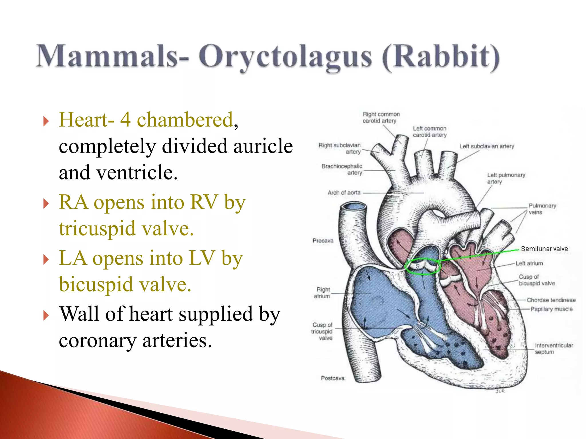 Comparative anatomy of heart structure | PPTX