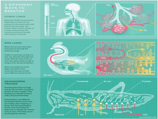 Comparative Anatomy of Respiratory System of Vertebrates | PPTX