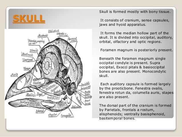 Comparative anatomy of vertebrates