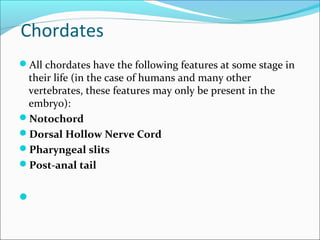 Chordates
All chordates have the following features at some stage in
their life (in the case of humans and many other
vertebrates, these features may only be present in the
embryo):
Notochord
Dorsal Hollow Nerve Cord
Pharyngeal slits
Post-anal tail

 