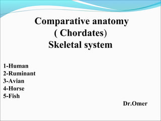 Comparative anatomy
( Chordates)
Skeletal system
1-Human
2-Ruminant
3-Avian
4-Horse
5-Fish
Dr.Omer
 
