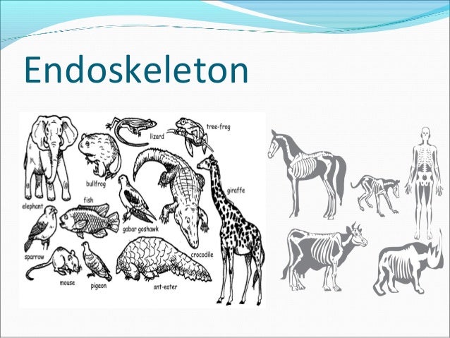 Comparative anatomy (skeletal system)
