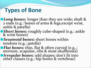 Types of Bone
●Long bones: longer than they are wide; shaft &
2 ends (e.g.: bones of arms & legs,except wrist,
ankle & patella)
●Short bones: roughly cube-shaped (e.g.: ankle
& wrist bones)
●Sesamoid bones: short bones within
tendons (e.g.: patella)
●Flat bones: thin, flat & often curved (e.g.,:
sternum, scapulae, ribs & most skullbones)
●Irregular bones: odd shapes; don't fit into
other classes (e.g.: hip bones & vertebrae)
 