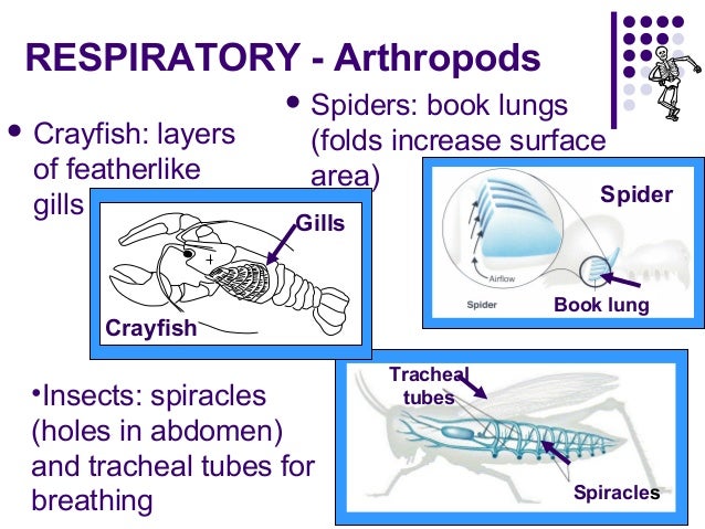 Phylum Arthropoda Biology For Majors Ii