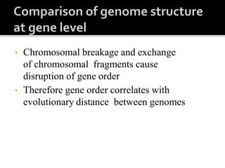 • Chromosomal breakage and exchange
of chromosomal fragments cause
disruption of gene order
• Therefore gene order correlates with
evolutionary distance between genomes
 