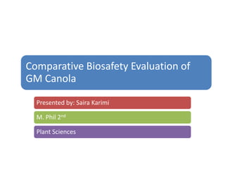 Comparative Biosafety Evaluation of
GM Canola

  Presented by: Saira Karimi

  M. Phil 2nd

  Plant Sciences
 