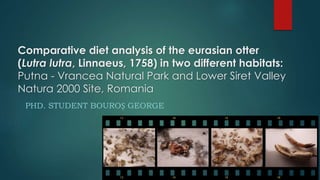 Comparative diet analysis of the eurasian otter 
(Lutra lutra, Linnaeus, 1758) in two different habitats: 
Putna - Vrancea Natural Park and Lower Siret Valley 
Natura 2000 Site, Romania 
PHD. STUDENT BOUROȘ GEORGE 
 