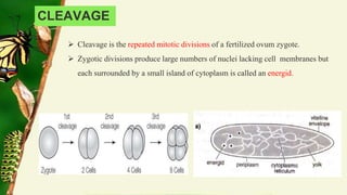 Comparative embryology of different insects_Zubair.pptx