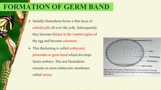 Comparative embryology of different insects_Zubair.pptx