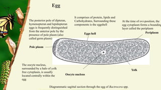 Comparative embryology of different insects_Zubair.pptx