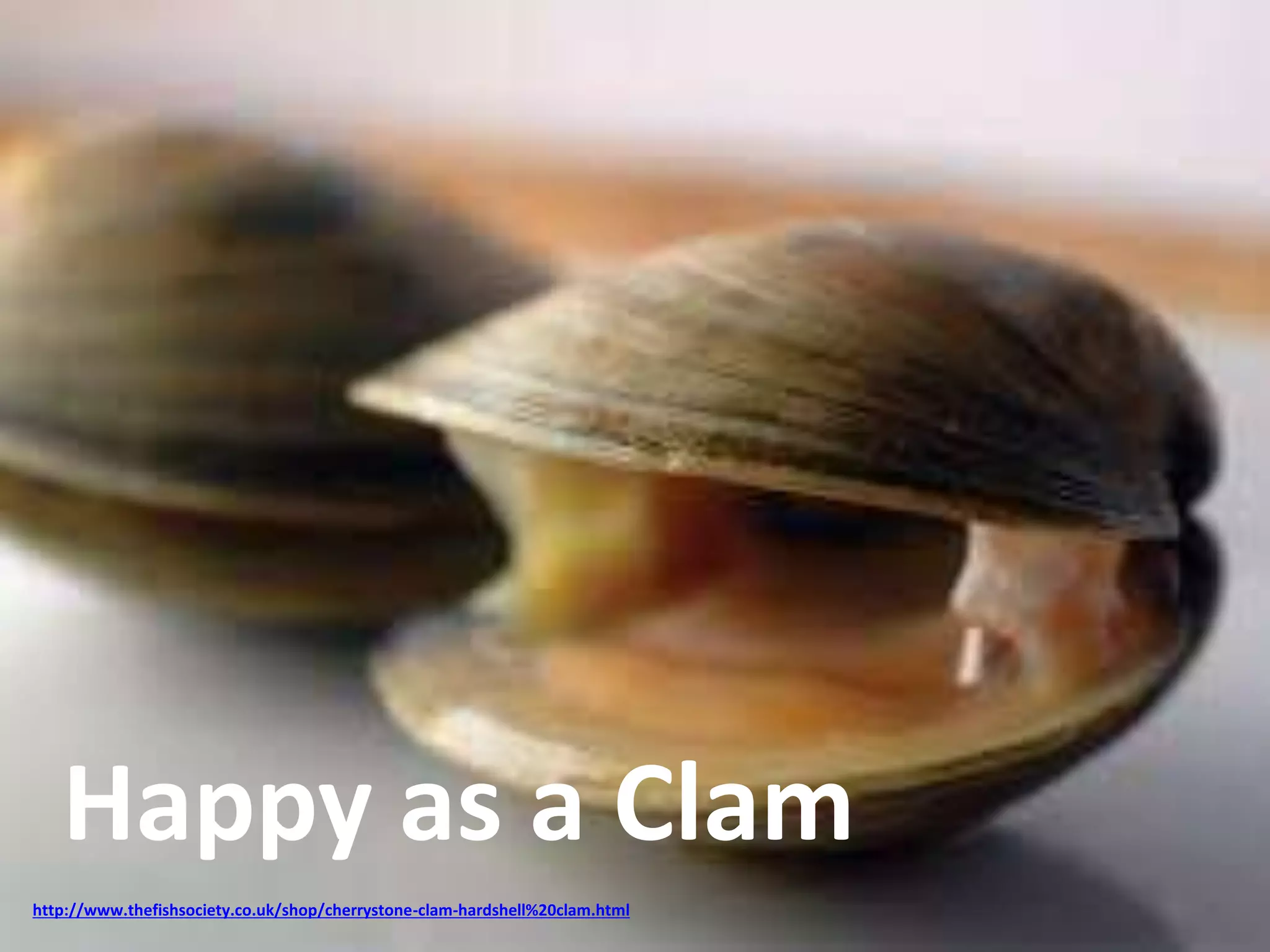 Happy as a Clam 
http://www.thefishsociety.co.uk/shop/cherrystone-clam-hardshell%20clam.html 
 