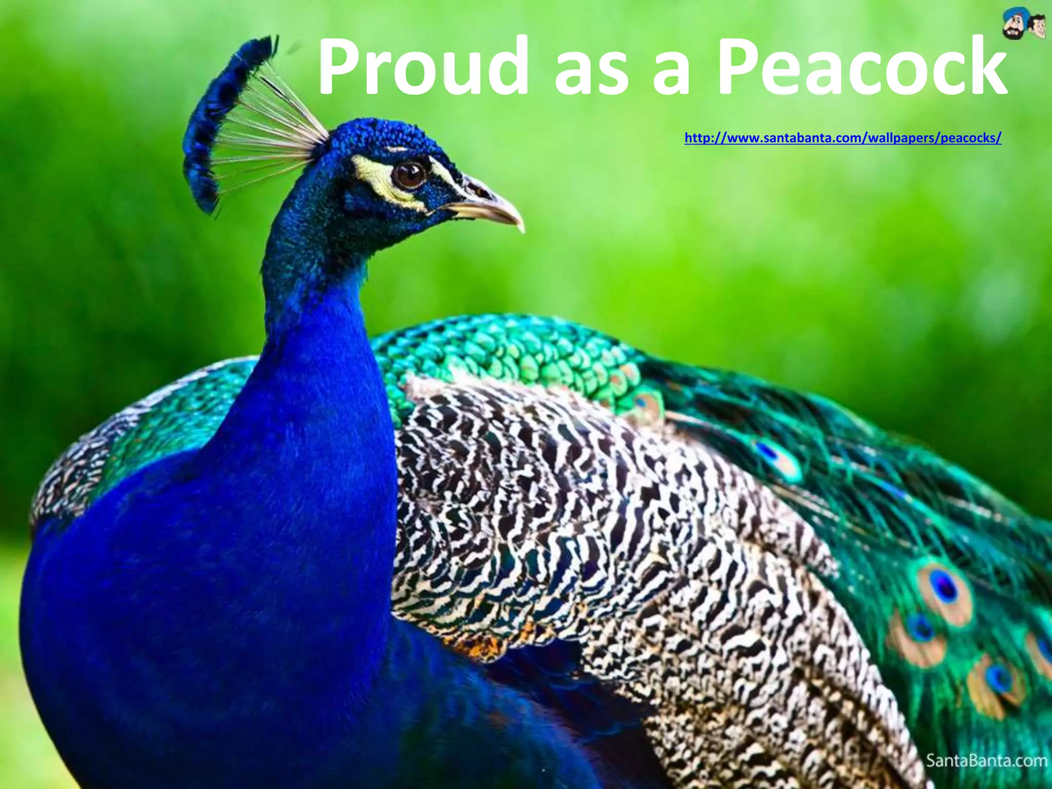 Proud as a Peacock 
http://www.santabanta.com/wallpapers/peacocks/ 
 