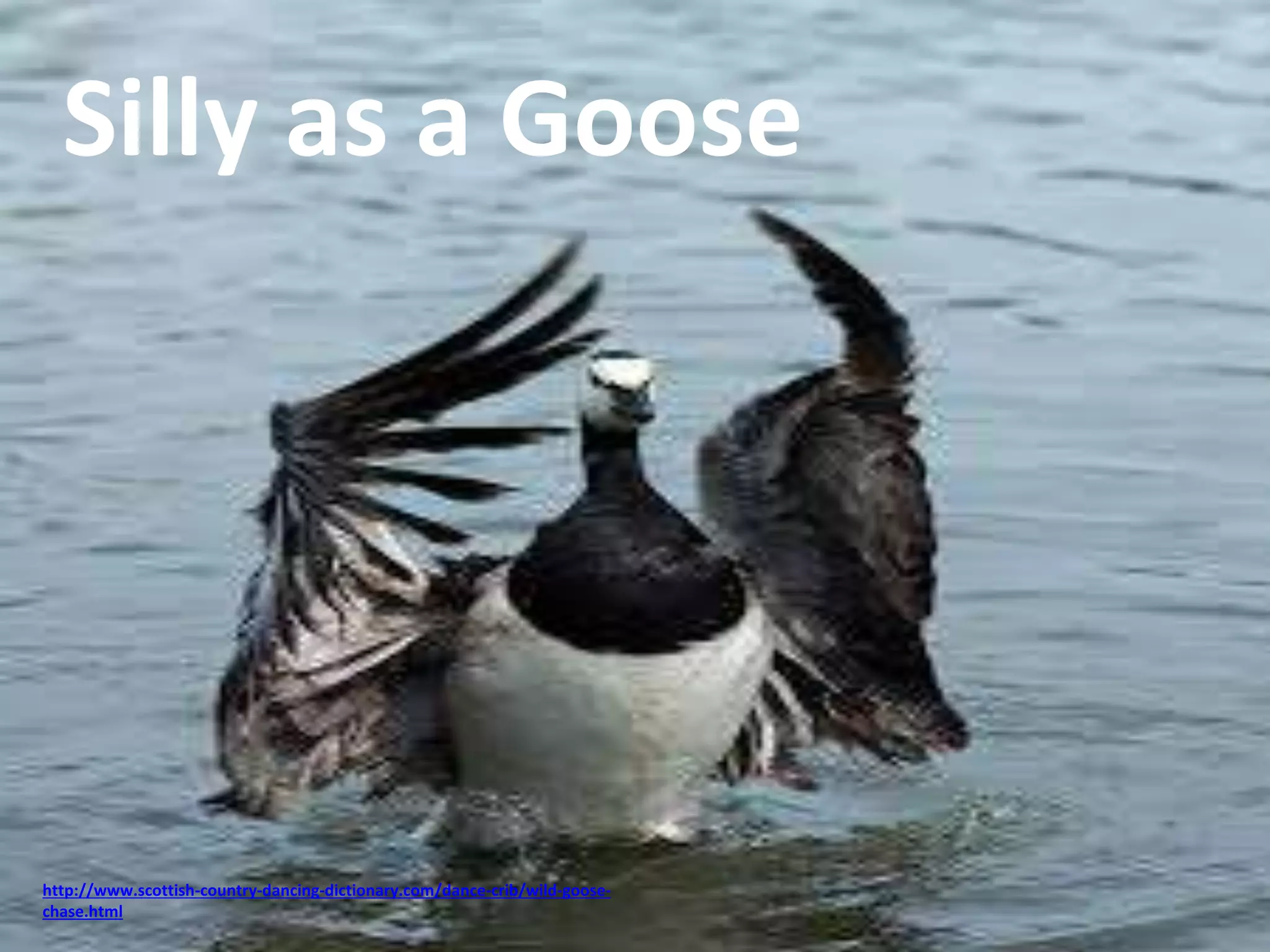Silly as a Goose 
http://www.scottish-country-dancing-dictionary.com/dance-crib/wild-goose-chase. 
html 
 