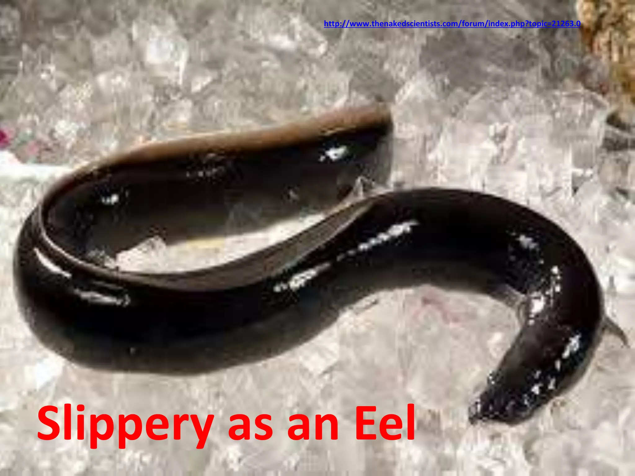 http://www.thenakedscientists.com/forum/index.php?topic=21263.0 
Slippery as an Eel 
 
