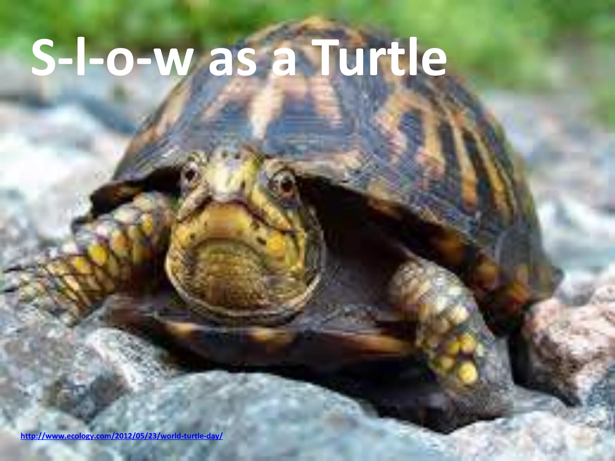 S-l-o-w as a Turtle 
http://www.ecology.com/2012/05/23/world-turtle-day/ 
 
