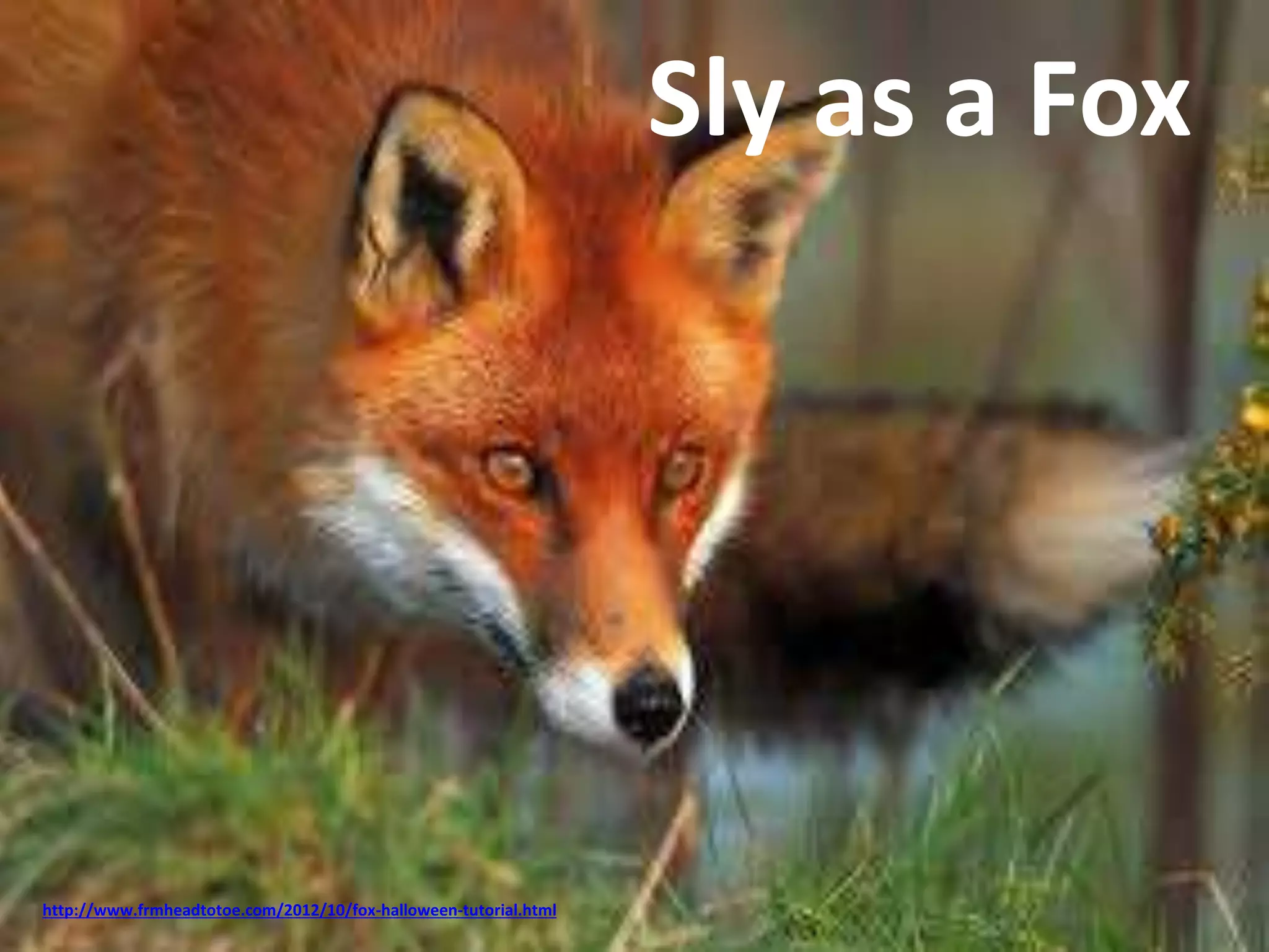 Sly as a Fox 
http://www.frmheadtotoe.com/2012/10/fox-halloween-tutorial.html 
 