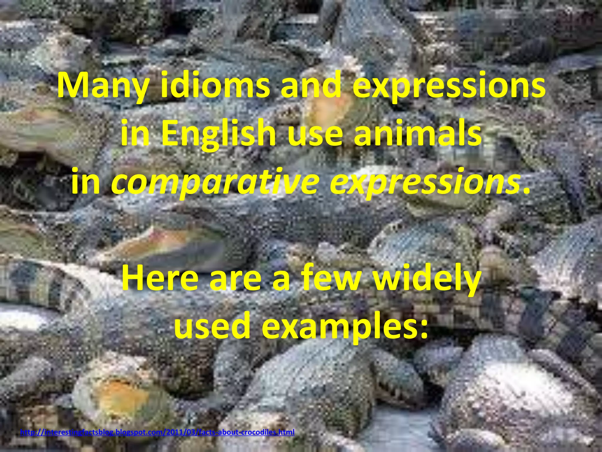 Many idioms and expressions 
in English use animals 
in comparative expressions. 
Here are a few widely 
used examples: 
http://interestingfactsblog.blogspot.com/2011/03/facts-about-crocodiles.html 
 