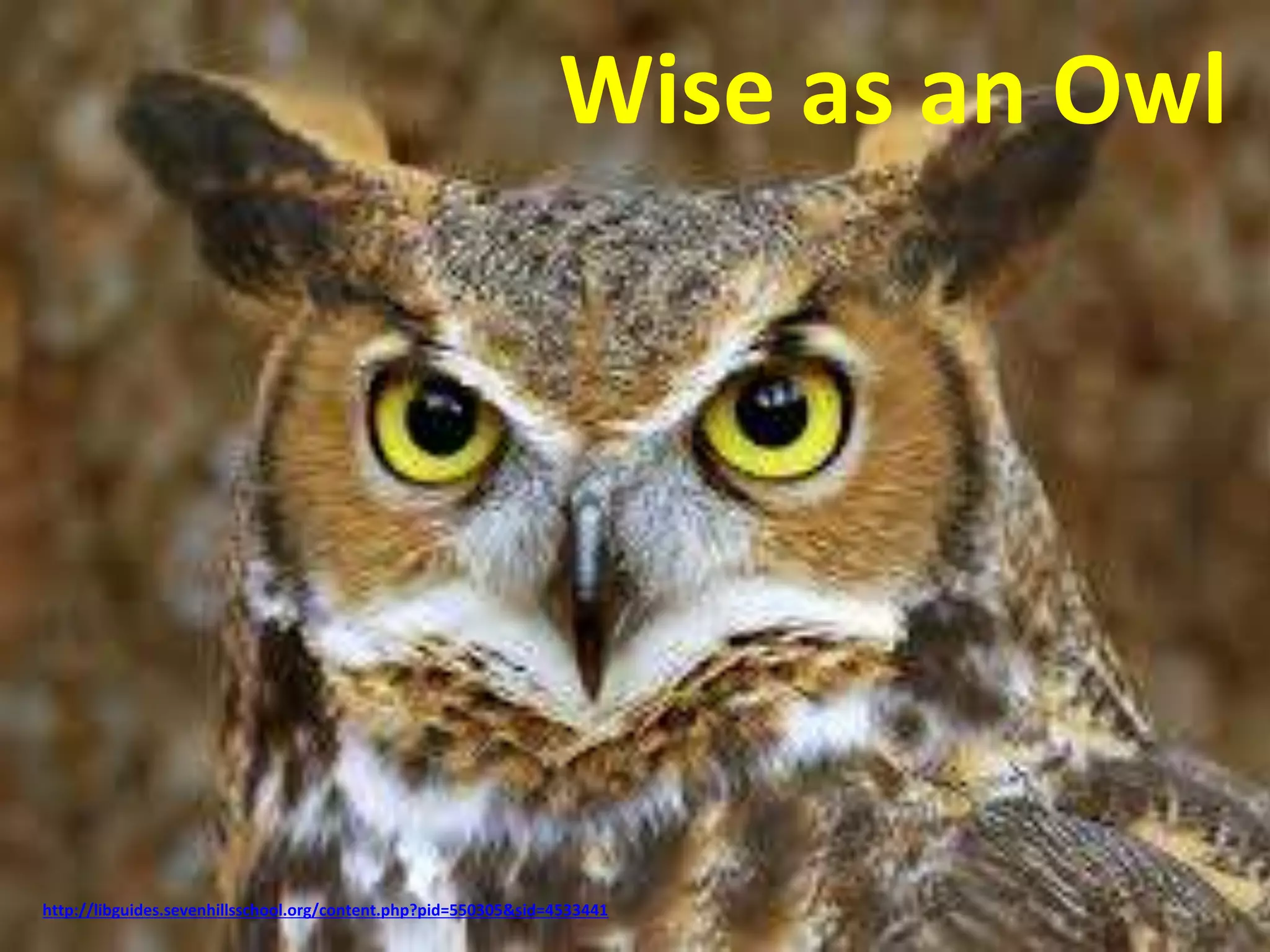 Wise as an Owl 
http://libguides.sevenhillsschool.org/content.php?pid=550305&sid=4533441 
 