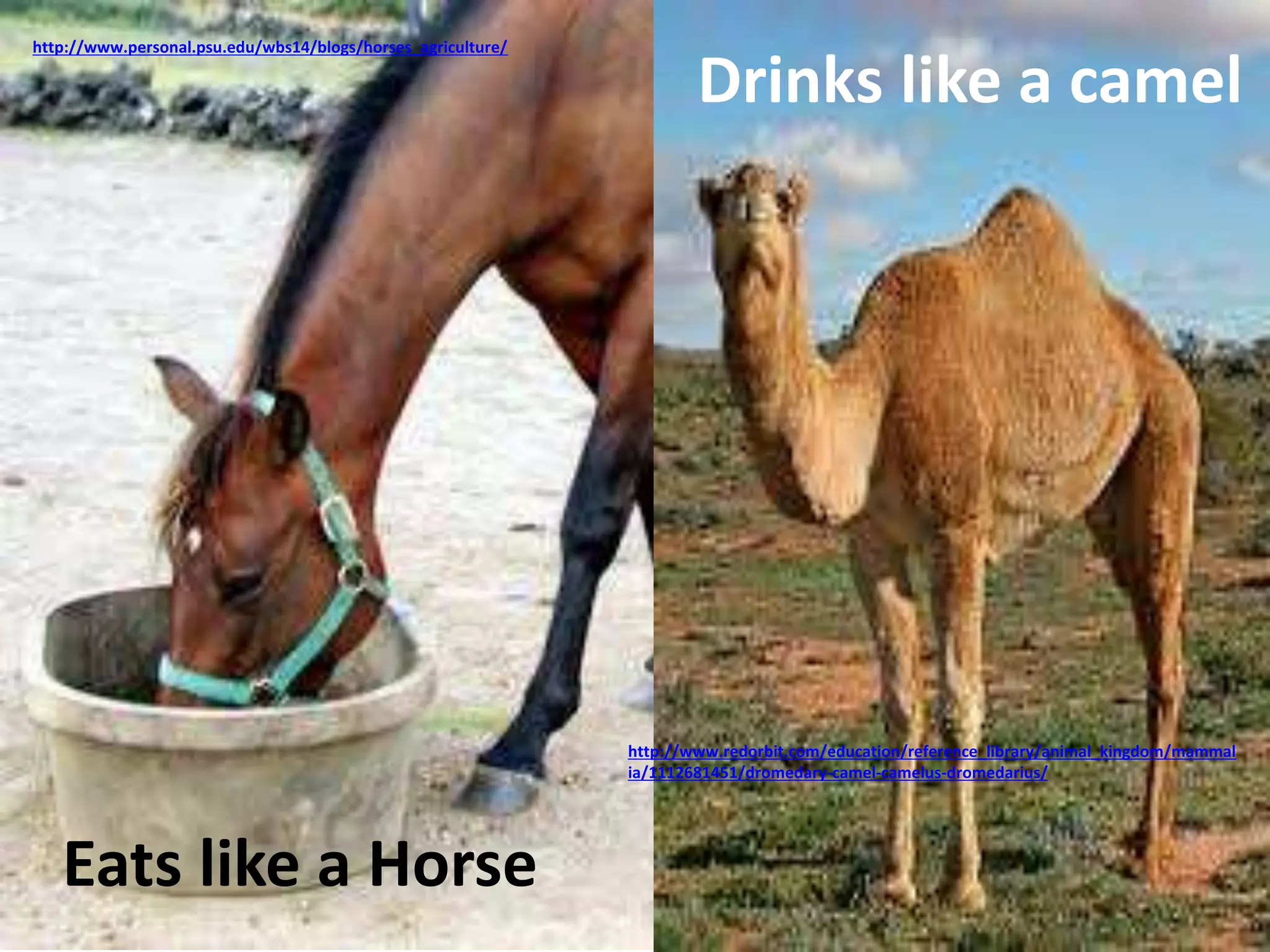 Eats like a Horse 
Drinks like a camel 
http://www.personal.psu.edu/wbs14/blogs/horses_agriculture/ 
http://www.redorbit.com/education/reference_library/animal_kingdom/mammal 
ia/1112681451/dromedary-camel-camelus-dromedarius/ 
 