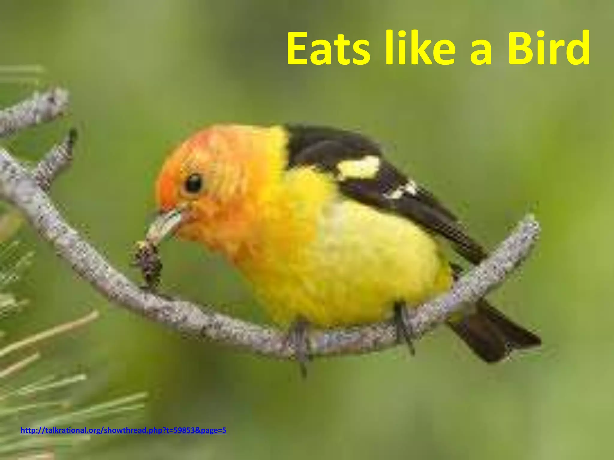 Eats like a Bird 
http://talkrational.org/showthread.php?t=59853&page=5 
 