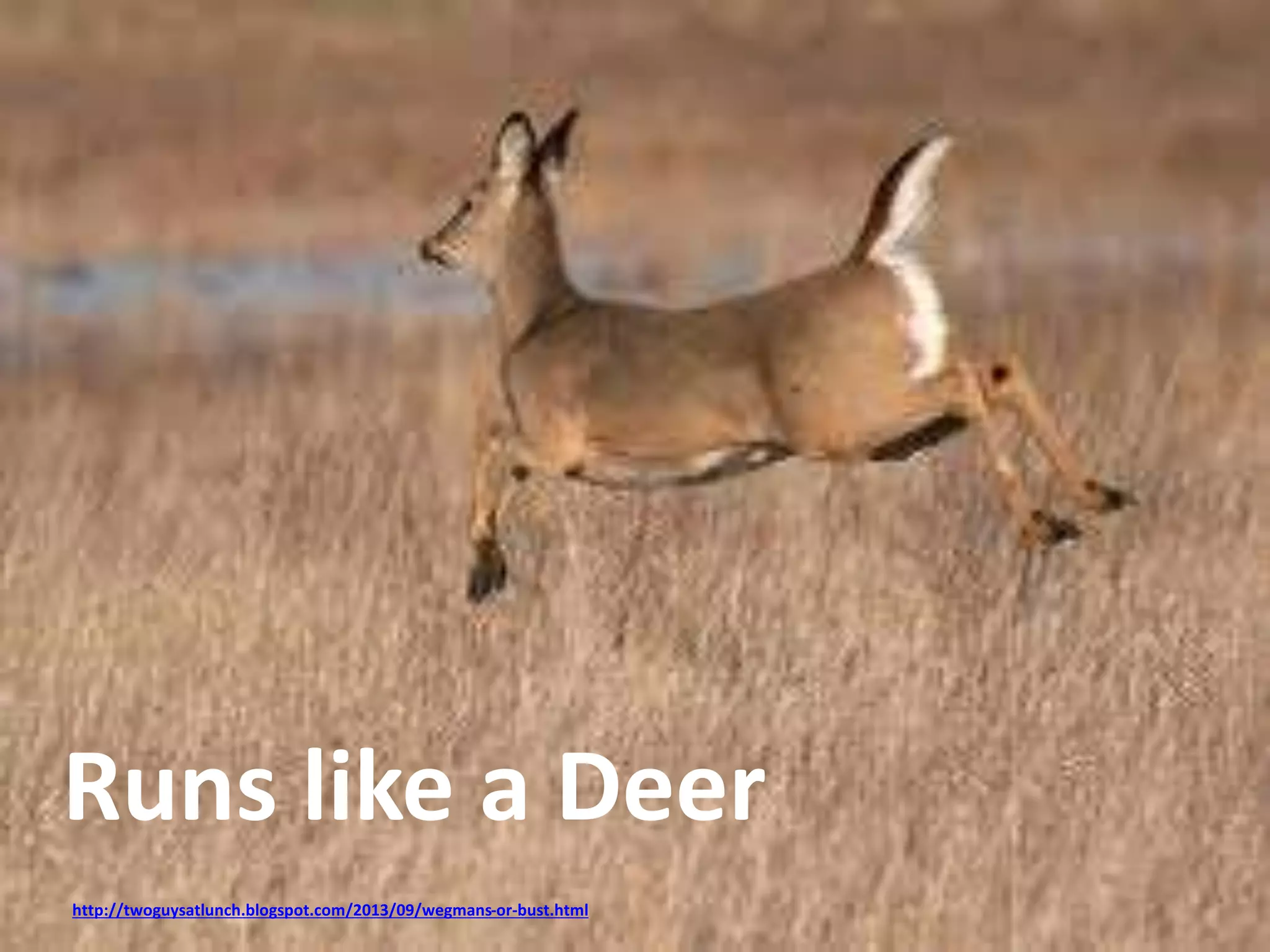 Runs like a Deer 
http://twoguysatlunch.blogspot.com/2013/09/wegmans-or-bust.html 
 