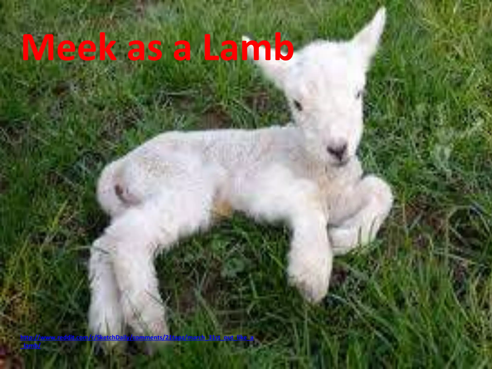 Meek as a Lamb 
http://www.reddit.com/r/SketchDaily/comments/21tapz/march_31st_out_like_a 
_lamb/ 
 
