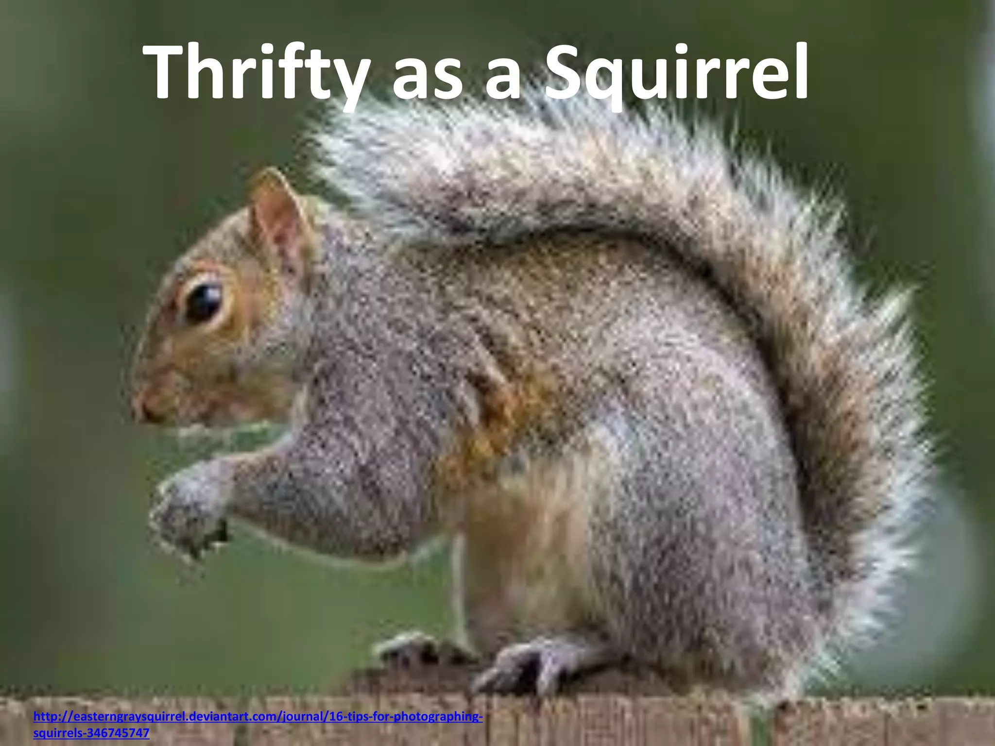 Thrifty as a Squirrel 
http://easterngraysquirrel.deviantart.com/journal/16-tips-for-photographing-squirrels- 
346745747 
 