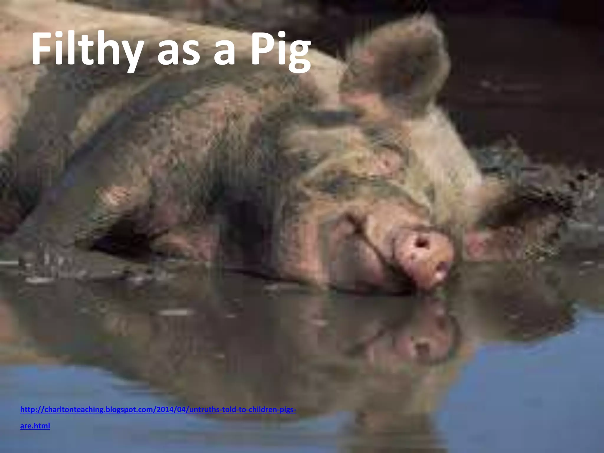 Filthy as a Pig 
http://charltonteaching.blogspot.com/2014/04/untruths-told-to-children-pigs-are. 
html 
 