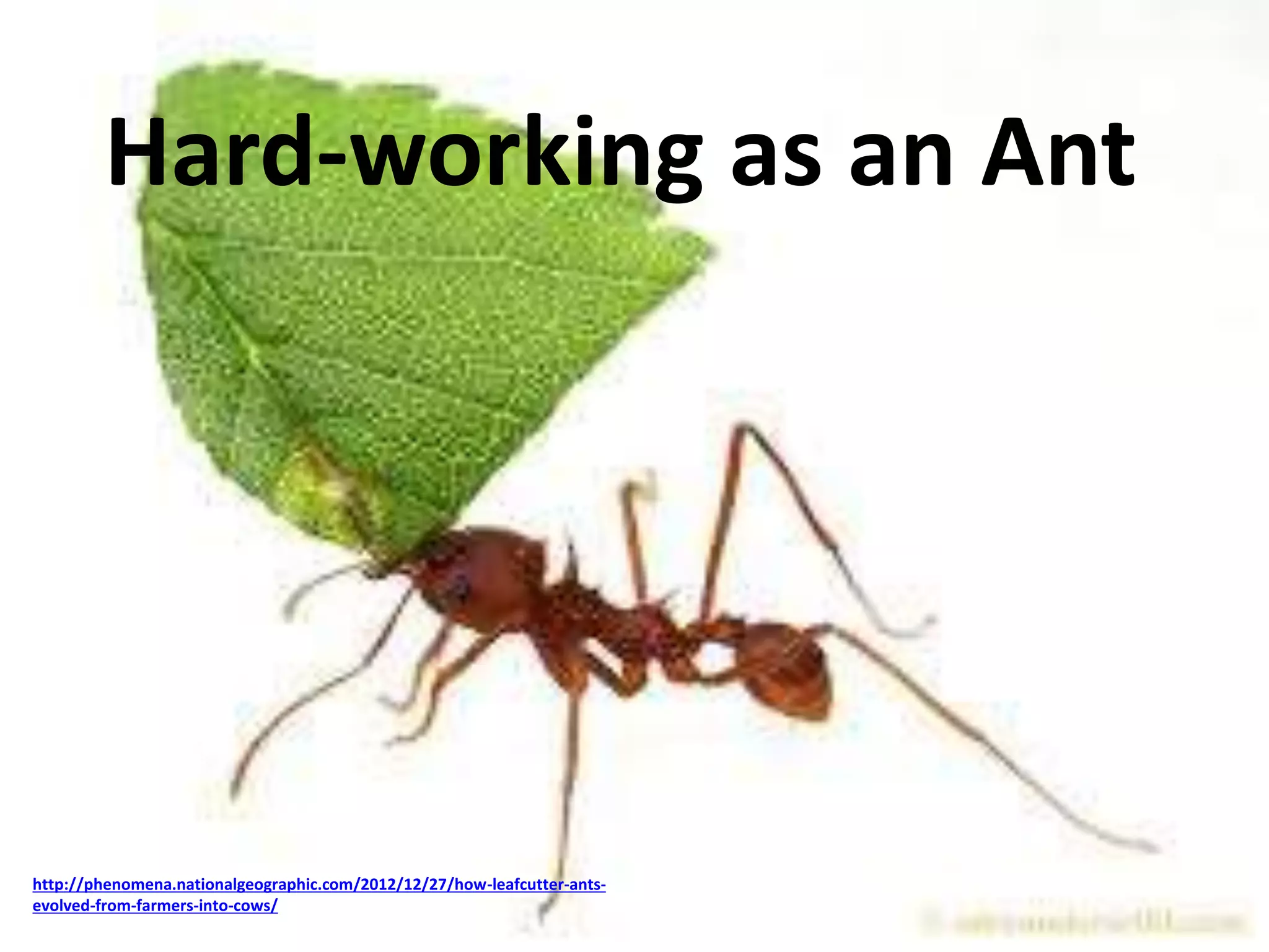 Hard-working as an Ant 
http://phenomena.nationalgeographic.com/2012/12/27/how-leafcutter-ants-evolved- 
from-farmers-into-cows/ 
 