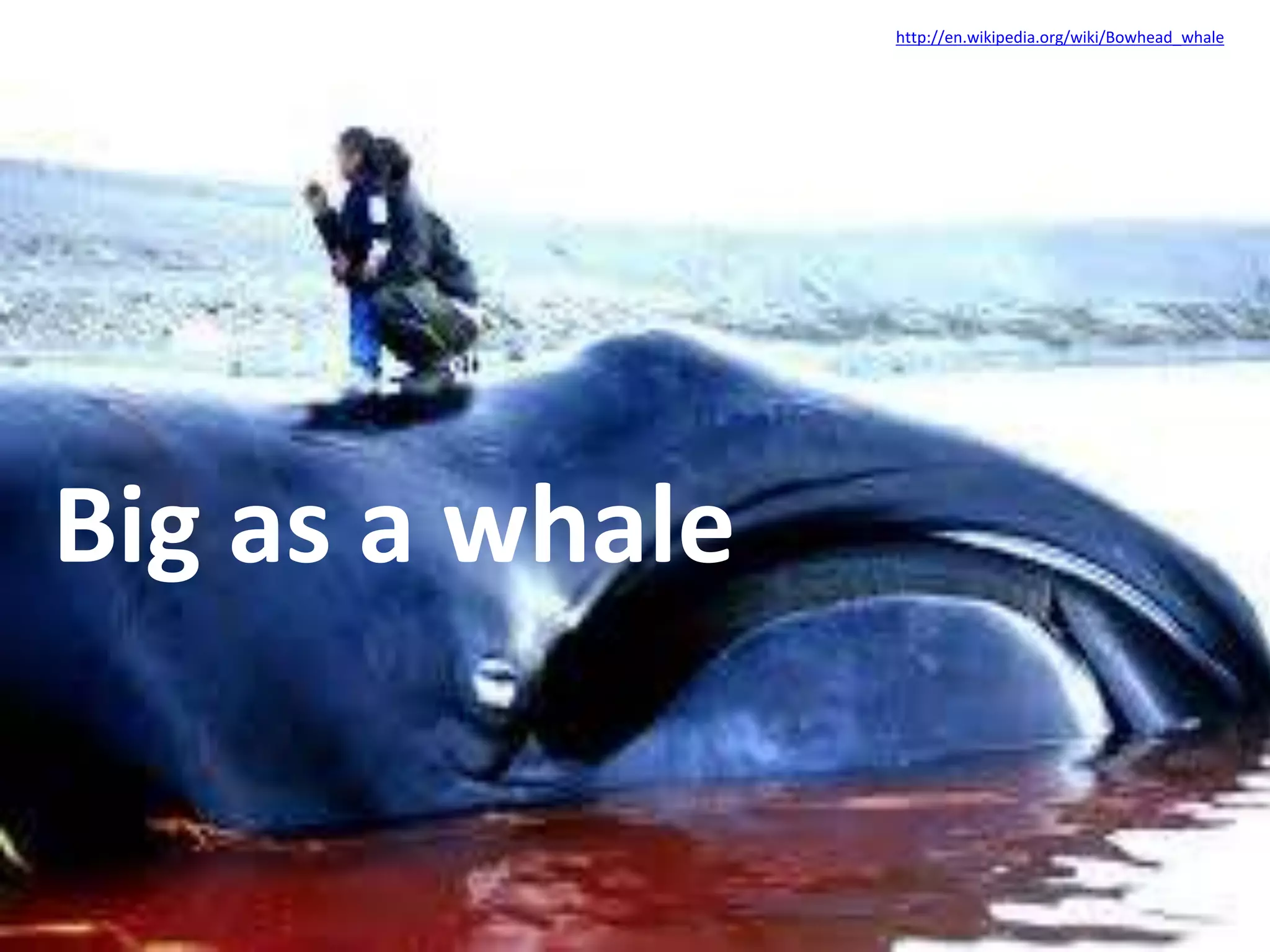 Big as a whale 
http://en.wikipedia.org/wiki/Bowhead_whale 
 