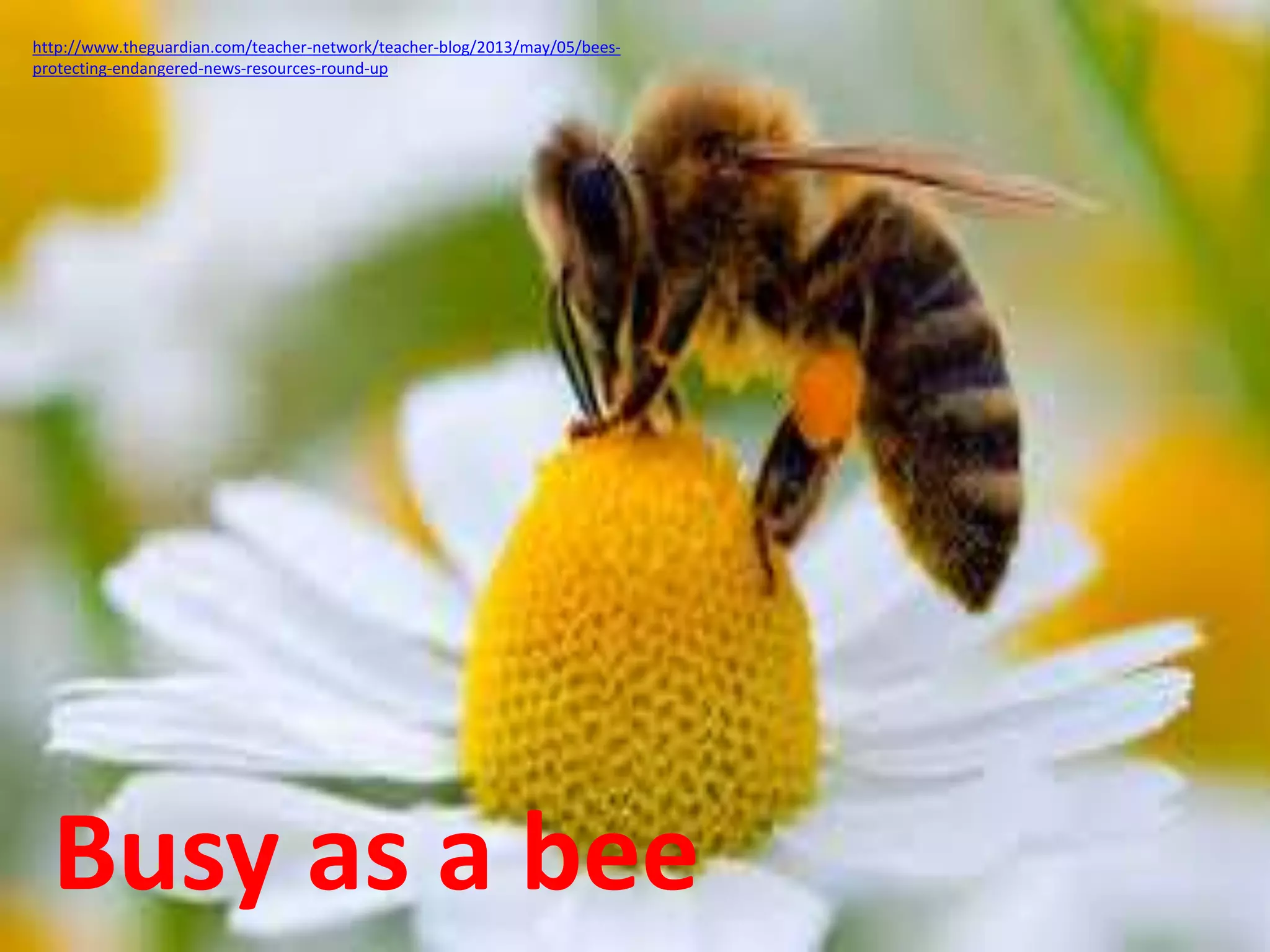 http://www.theguardian.com/teacher-network/teacher-blog/2013/may/05/bees-protecting- 
endangered-news-resources-round-up 
Busy as a bee 
 