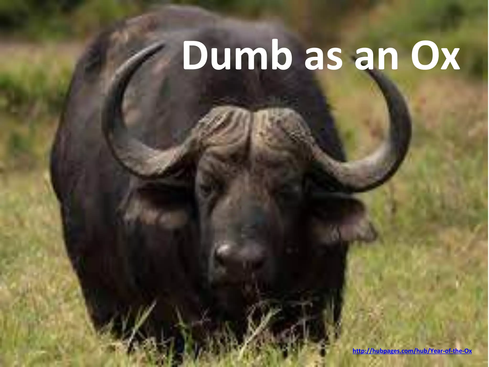 Dumb as an Ox 
http://hubpages.com/hub/Year-of-the-Ox 
 