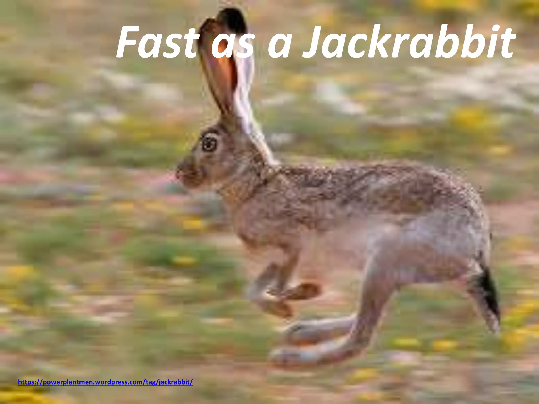 Fast as a Jackrabbit 
https://powerplantmen.wordpress.com/tag/jackrabbit/ 
 