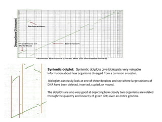 Syntentic dotplot: Syntentic dotplots give biologists very valuable
information about how organisms diverged from a common ancestor.
Biologists can easily look at one of these dotplots and see where large sections of
DNA have been deleted, inserted, copied, or moved.
The dotplots are also very good at depicting how closely two organisms are related
through the quantity and linearity of green dots over an entire genome.
 