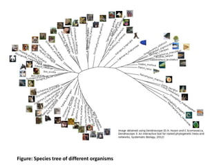 Figure: Species tree of different organisms
 