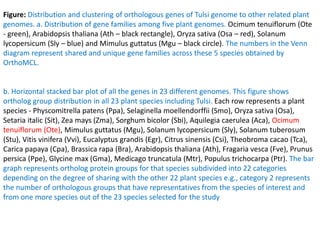 Figure: Distribution and clustering of orthologous genes of Tulsi genome to other related plant
genomes. a. Distribution of gene families among five plant genomes. Ocimum tenuiflorum (Ote
- green), Arabidopsis thaliana (Ath – black rectangle), Oryza sativa (Osa – red), Solanum
lycopersicum (Sly – blue) and Mimulus guttatus (Mgu – black circle). The numbers in the Venn
diagram represent shared and unique gene families across these 5 species obtained by
OrthoMCL.
b. Horizontal stacked bar plot of all the genes in 23 different genomes. This figure shows
ortholog group distribution in all 23 plant species including Tulsi. Each row represents a plant
species - Physcomitrella patens (Ppa), Selaginella moellendorffii (Smo), Oryza sativa (Osa),
Setaria italic (Sit), Zea mays (Zma), Sorghum bicolor (Sbi), Aquilegia caerulea (Aca), Ocimum
tenuiflorum (Ote), Mimulus guttatus (Mgu), Solanum lycopersicum (Sly), Solanum tuberosum
(Stu), Vitis vinifera (Vvi), Eucalyptus grandis (Egr), Citrus sinensis (Csi), Theobroma cacao (Tca),
Carica papaya (Cpa), Brassica rapa (Bra), Arabidopsis thaliana (Ath), Fragaria vesca (Fve), Prunus
persica (Ppe), Glycine max (Gma), Medicago truncatula (Mtr), Populus trichocarpa (Ptr). The bar
graph represents ortholog protein groups for that species subdivided into 22 categories
depending on the degree of sharing with the other 22 plant species e.g., category 2 represents
the number of orthologous groups that have representatives from the species of interest and
from one more species out of the 23 species selected for the study
 