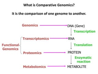What is Comparative Genomics?
It is the comparison of one genome to another.
Genomics DNA (Gene)
Functional
Genomics
Transcriptomics RNA
Proteomics PROTEIN
Metabolomics METABOLITE
Transcription
Translation
Enzymatic
reaction
 