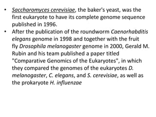 • Saccharomyces cerevisiae, the baker's yeast, was the
first eukaryote to have its complete genome sequence
published in 1996.
• After the publication of the roundworm Caenorhabditis
elegans genome in 1998 and together with the fruit
fly Drosophila melanogaster genome in 2000, Gerald M.
Rubin and his team published a paper titled
"Comparative Genomics of the Eukaryotes", in which
they compared the genomes of the eukaryotes D.
melanogaster, C. elegans, and S. cerevisiae, as well as
the prokaryote H. influenzae
 